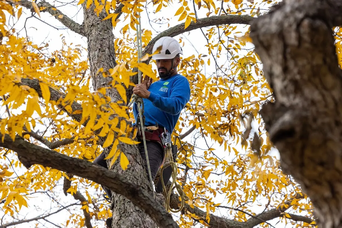Skilled Tree Pruning crew working in Harlem